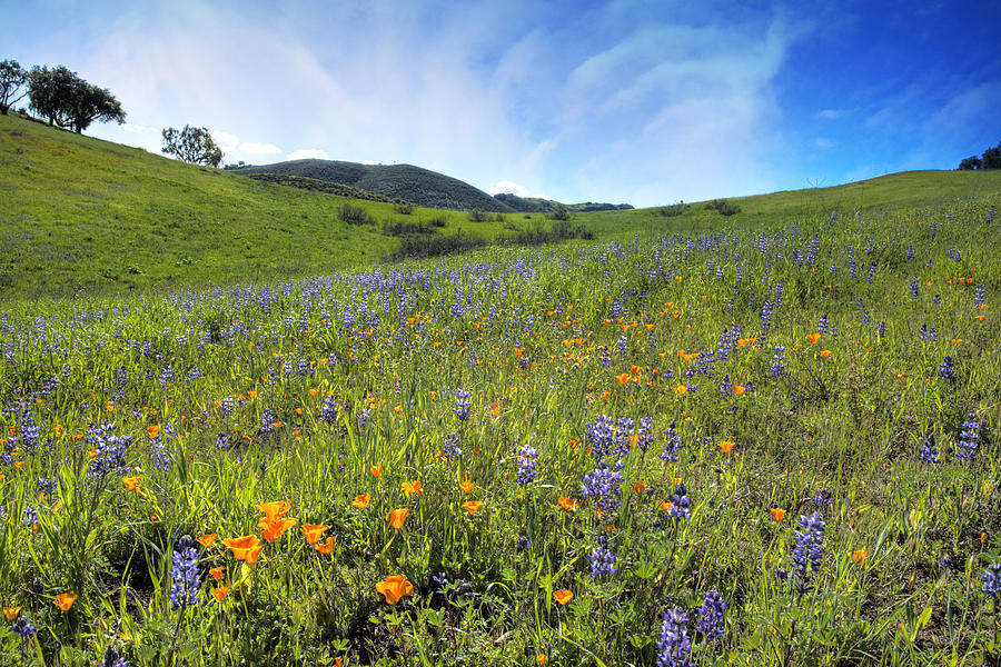 Spring Photograph - California Spring Wildflowers by Lynn Bauer