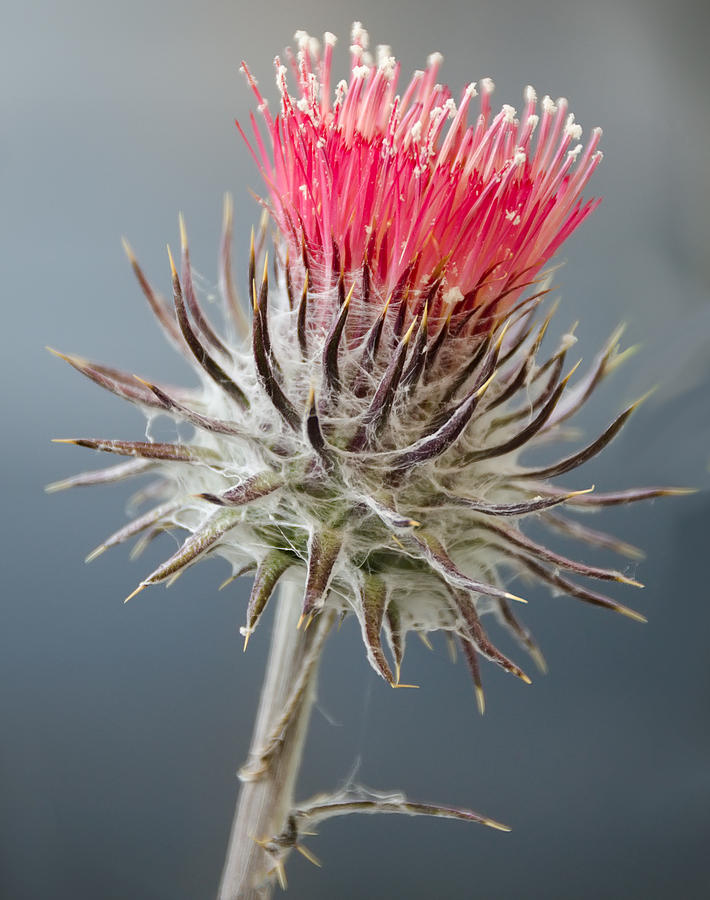 California Thistle Photograph by Georgette Grossman