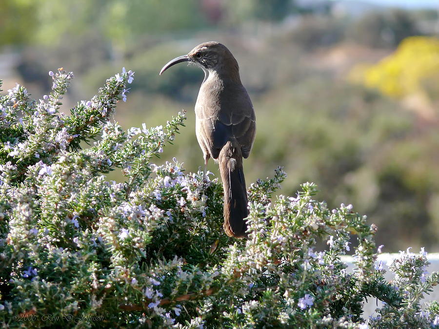 Bird Photograph - California Thrasher on Rosemary by Ron D Johnson