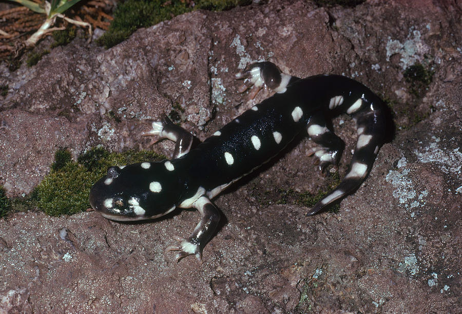 California Tiger Salamander Photograph by Karl H. Switak