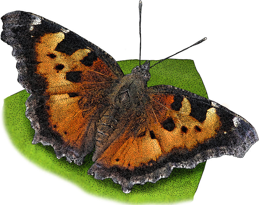 California Tortoiseshell Butterfly Photograph by Roger Hall