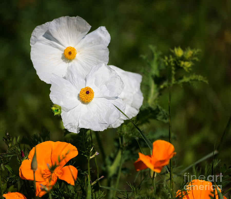 California tree poppies with golden poppies in a meadow Photograph by Louise Heusinkveld