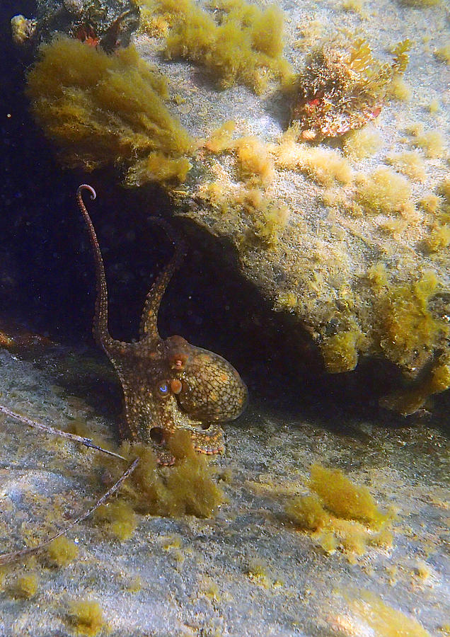 California Two Spot Octopus  Photograph by Robin Street-Morris