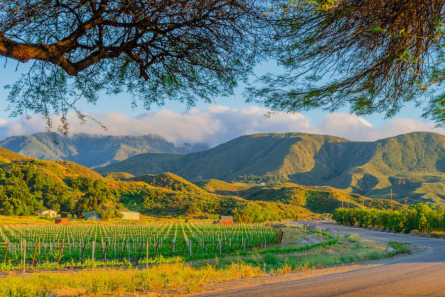 California Vineyard at Dusk with rows of vines (P) Photograph by Ron and Patty Thomas