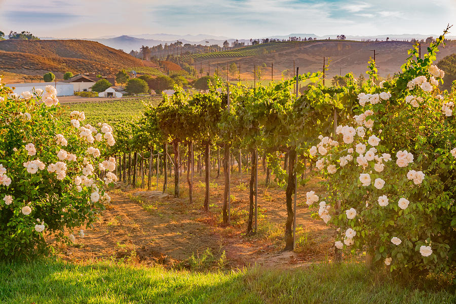 California Vineyard at Dusk with white roses (P) Photograph by Ron_Thomas