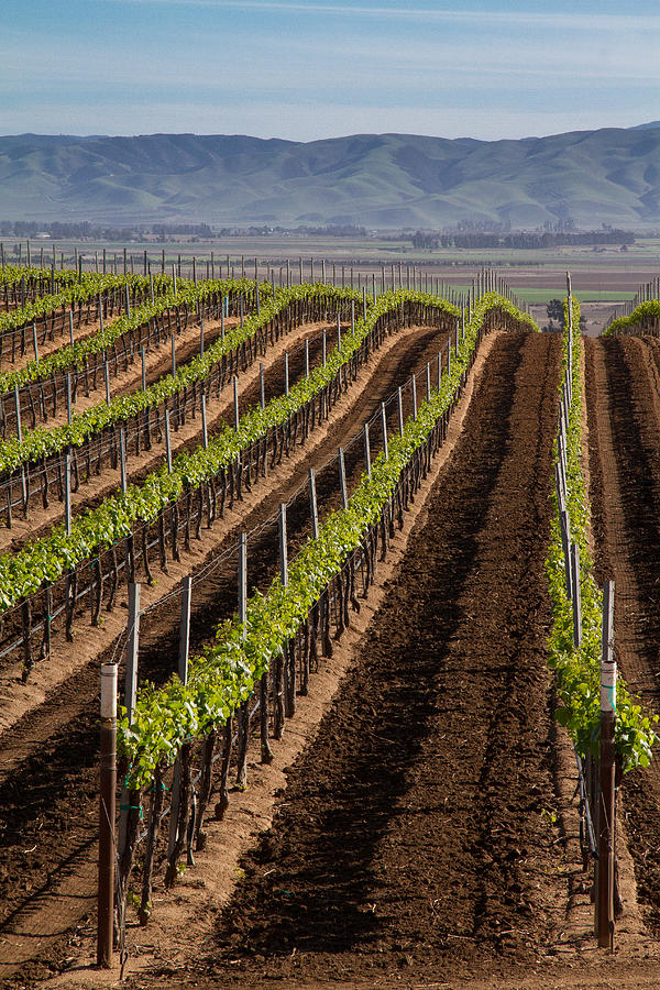 California Vineyard Photograph by Roger Mullenhour
