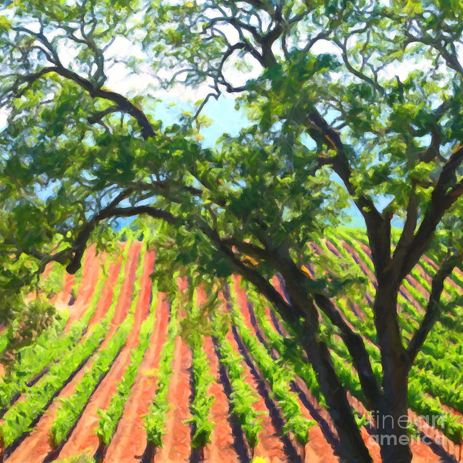 California Vineyard Wine Country 5D24519 square Photograph by Wingsdomain Art and Photography