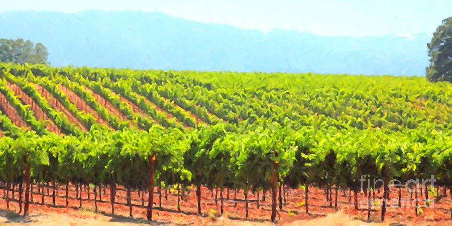 California Vineyard Wine Country 5D24623 long Photograph by Wingsdomain Art and Photography