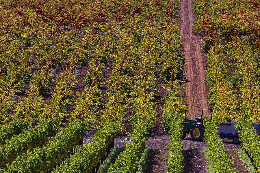 California Vineyards Photograph by Garry Gay