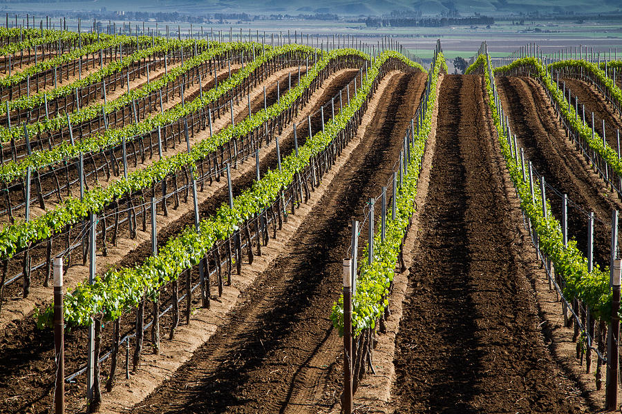 California Vineyards Photograph by Roger Mullenhour