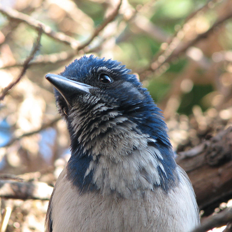 Bird Photograph - California Western Scrub Jay by Patricia Barmatz Bird Photograph - California Western Scrub Jay by Patricia Barmatz