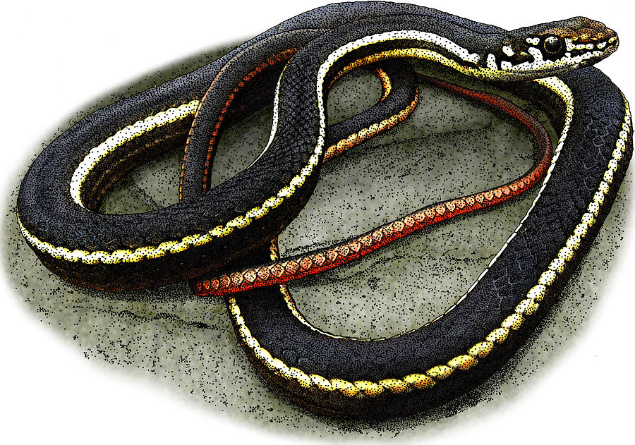 California Whipsnake, Illustration Photograph by Roger Hall