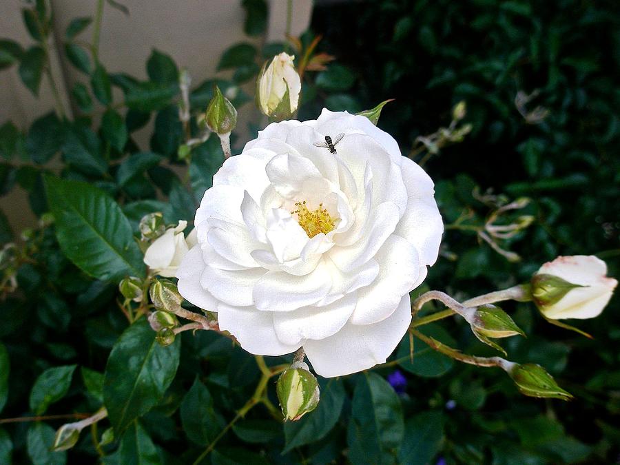California White Rose Photograph by Kristina Deane