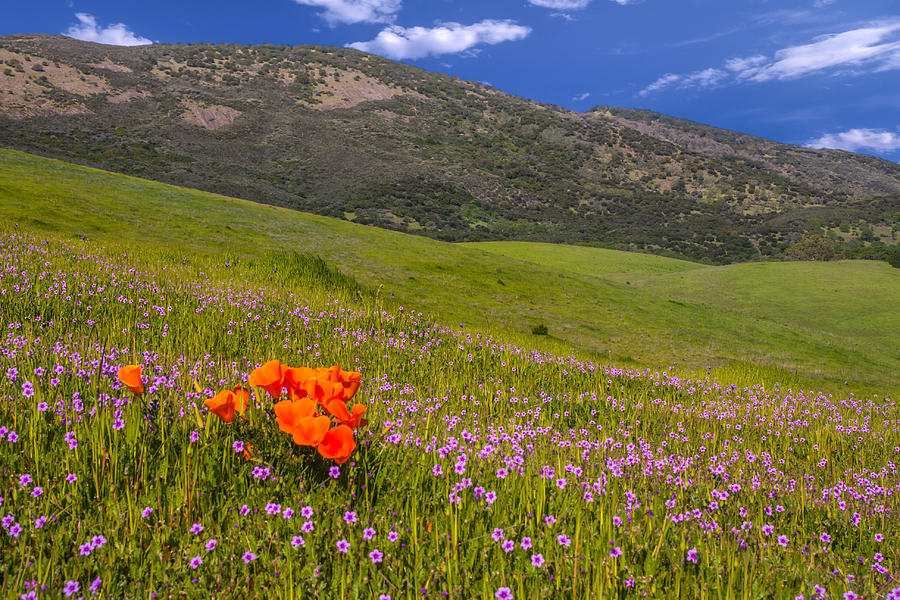 California Wildflowers Photograph by Marc Crumpler