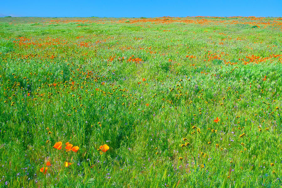California Wildflowers Photograph
