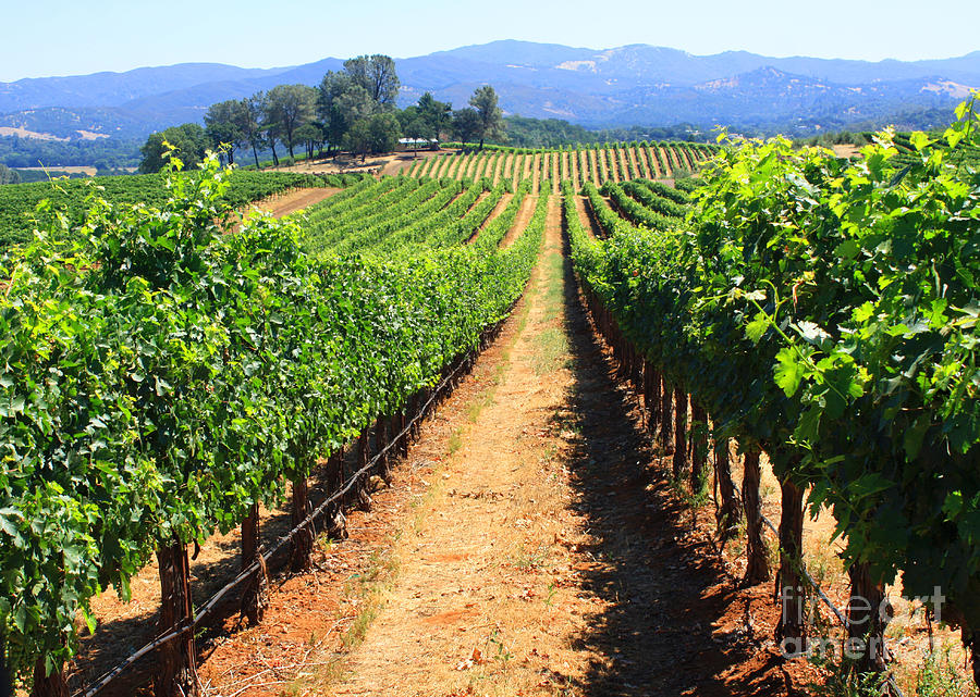 California Wine Country Lake County Photograph by Gail Salituri | Fine ...