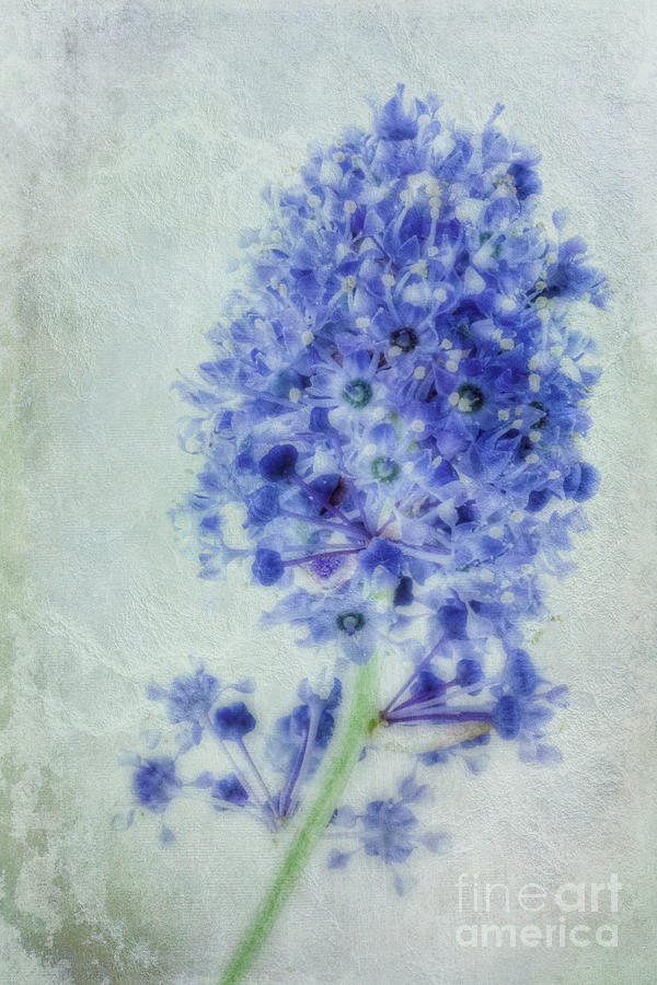 Flower Photograph - Californian blue by John Edwards