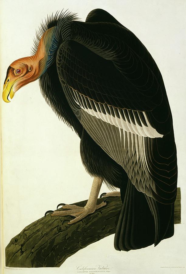 Californian Condor Photograph by Natural History Museum, London/science Photo Library