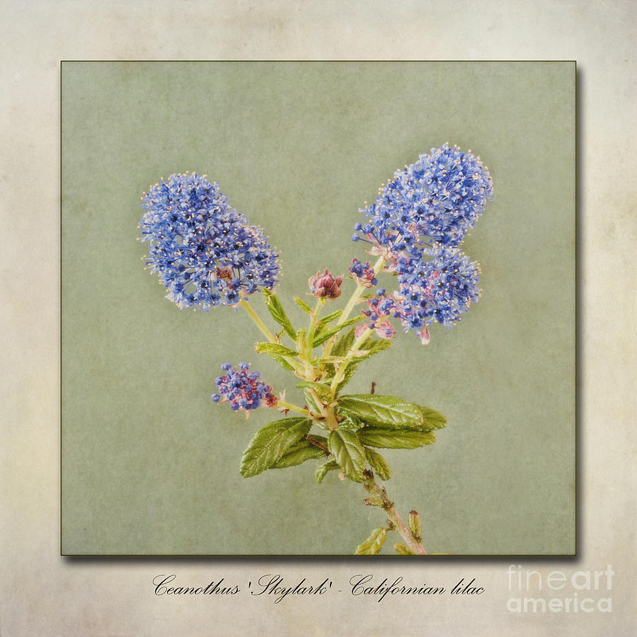 Flower Photograph - Californian Lilac by John Edwards