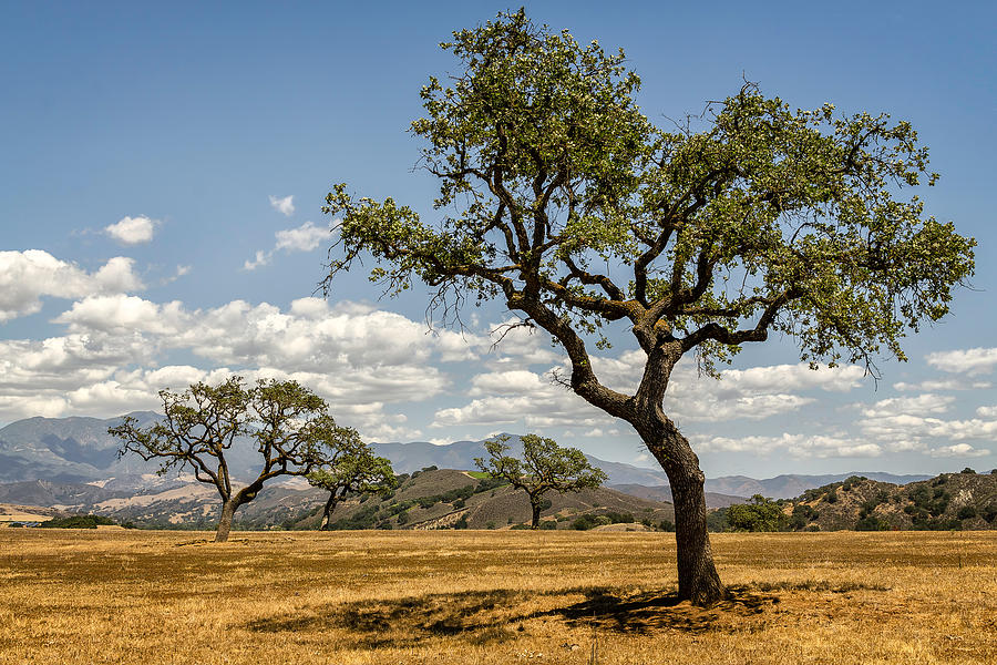 Californias Serengeti Photograph by Wasim Muklashy