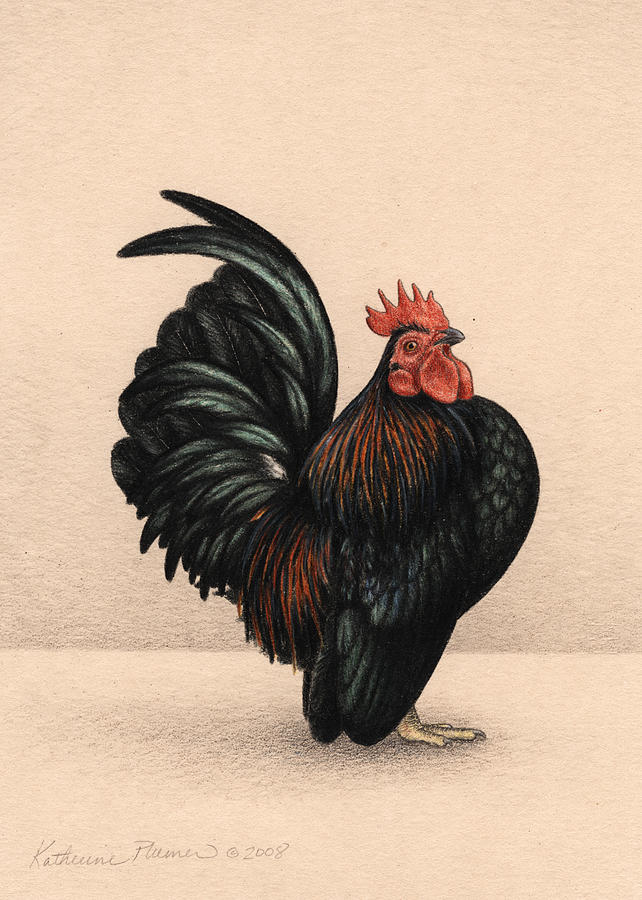 Rooster Drawing - Caligo by Katherine Plumer