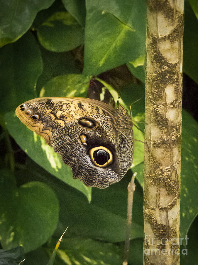 Caligo oedipus Photograph by Jon Munson II