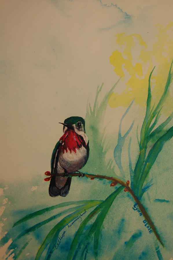 Hummingbird Painting - Caliope Hummer on limb by Lynn Beazley Blair