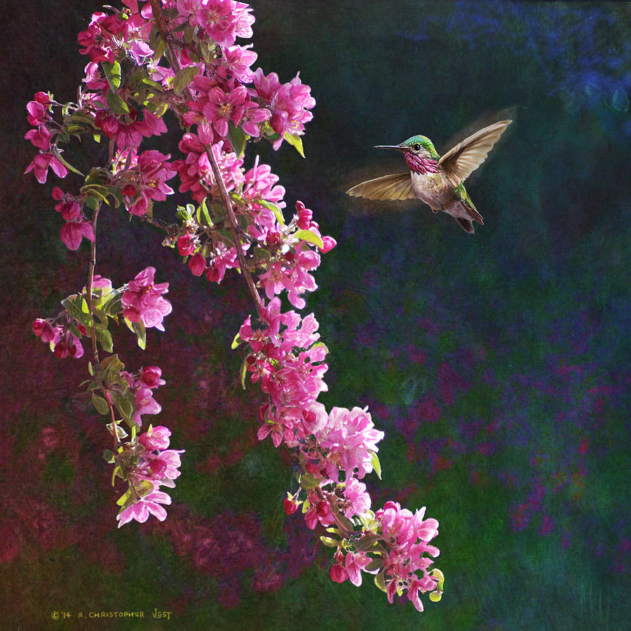 Hummingbird Painting - Caliope Hummingbird With Crabapple Flowers by R christopher Vest
