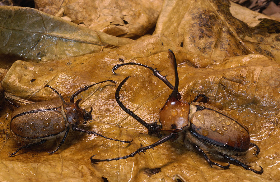 Caliper Beetles Camouflaged Ecuador Photograph by Pete Oxford