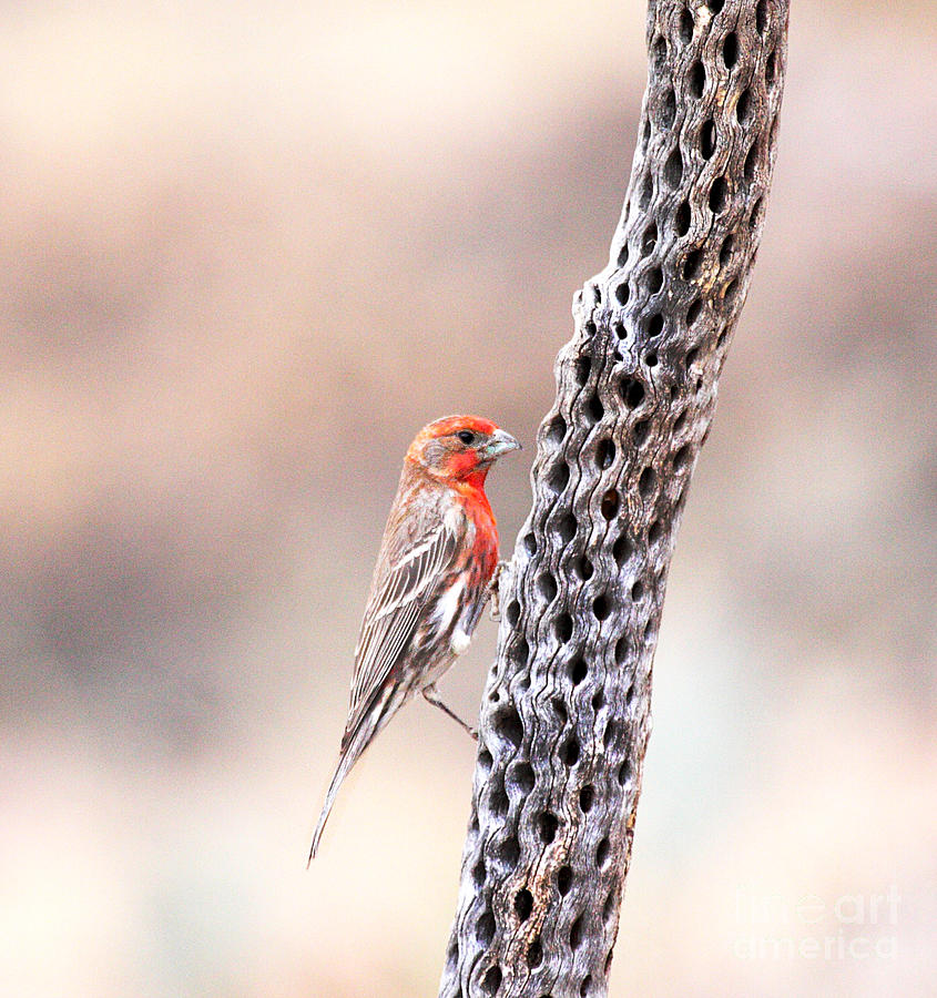 Finch Photograph - Call me Chirpy by Ruth Jolly