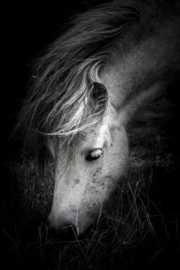 Black And White Photograph - Call Me The Wind by Shane Holsclaw
