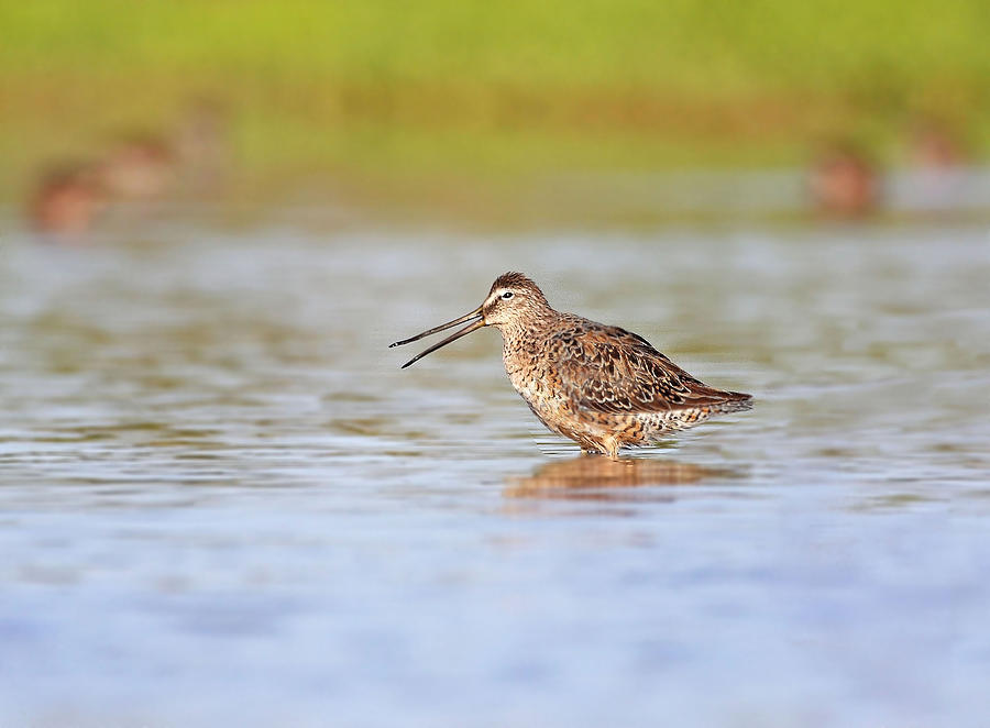 Nature Photograph - Call of a Dowitcher by Ruth Jolly