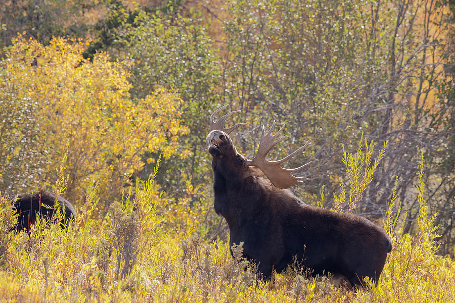 Call of the moose Photograph by Cindy Archbell