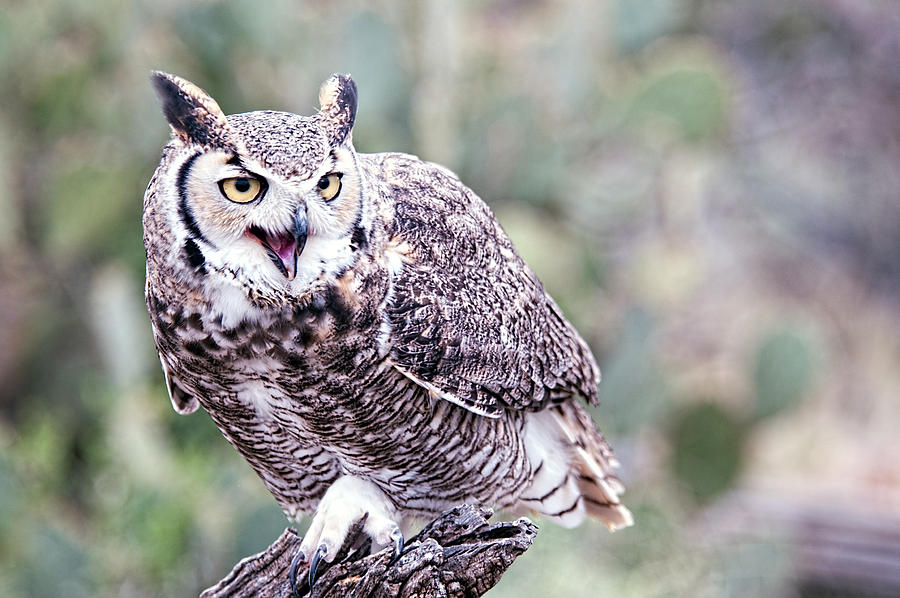 Call of the Owl Photograph by Dan McManus