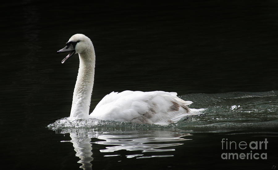Swan Photograph - Call of the Swan by Lynn Jackson