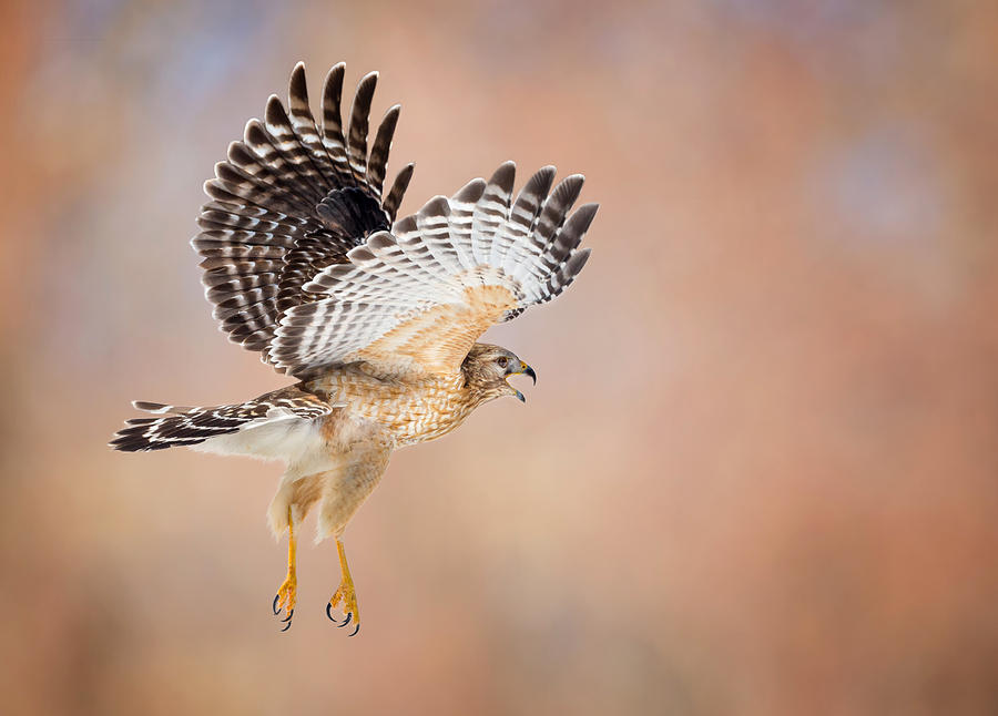 Hawk Photograph - Call Of The Wild by Bill Wakeley