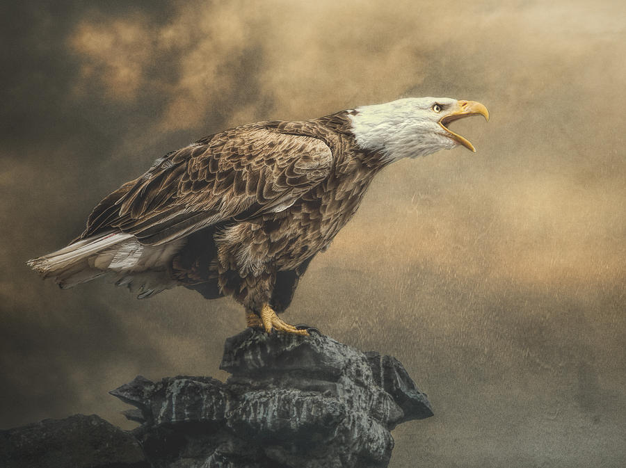 Bald Eagle Photograph - Call of the Wild by Brian Tarr