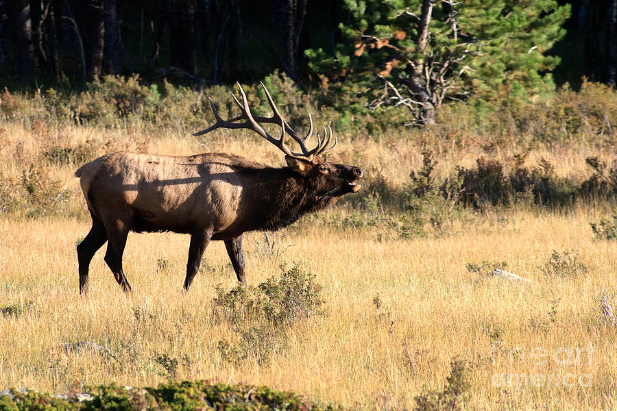 Call of the Wild Elk Photograph by Karen Lee Ensley