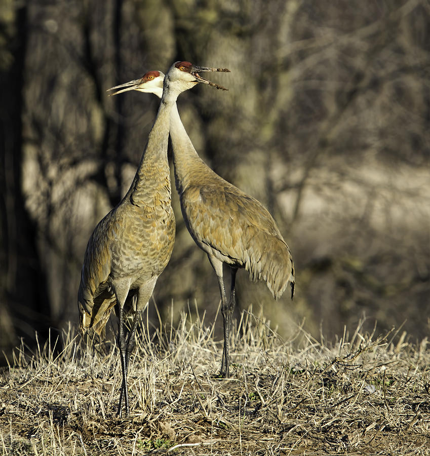 Crane Photograph - Call Of The Wild by Thomas Young