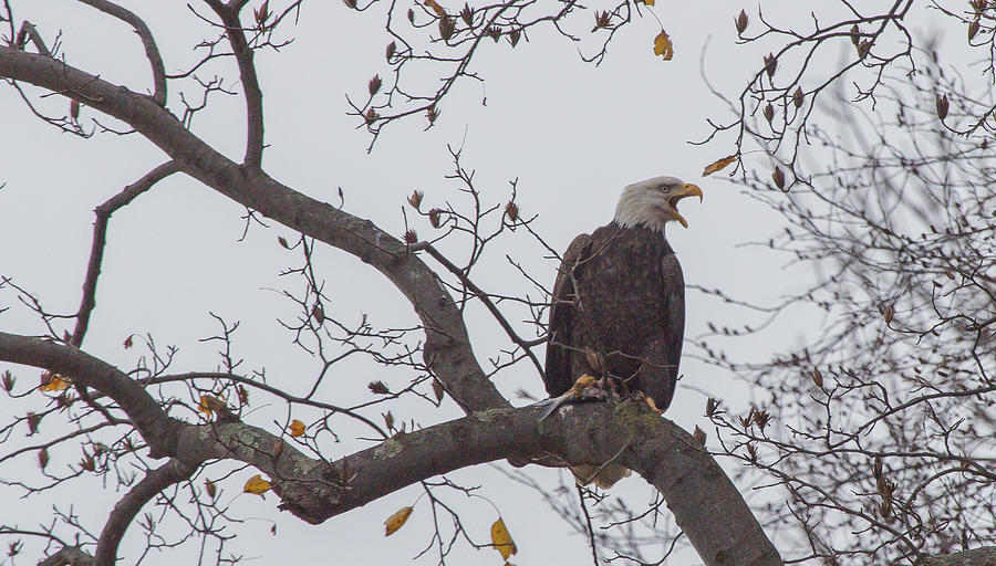 Eagle Photograph - Call to arms by Jahred Allen
