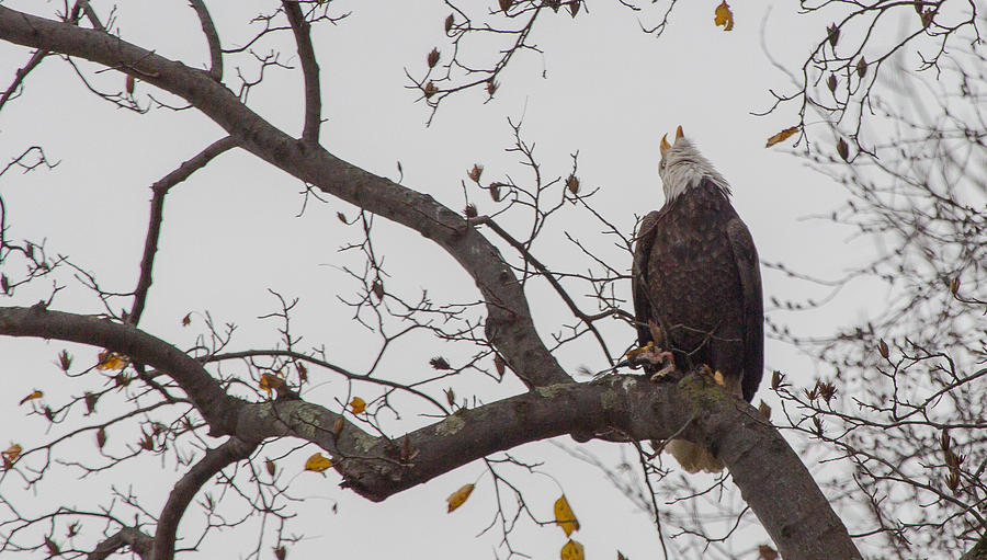 Eagle Photograph - Call to the wild by Jahred Allen