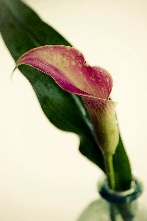 Calla Photograph by Amy Neal