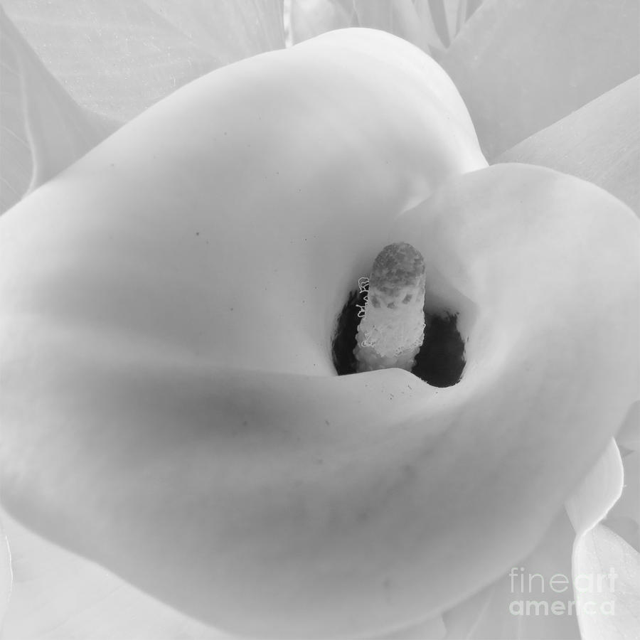 Calla Blossom  Photograph by Scott Cameron