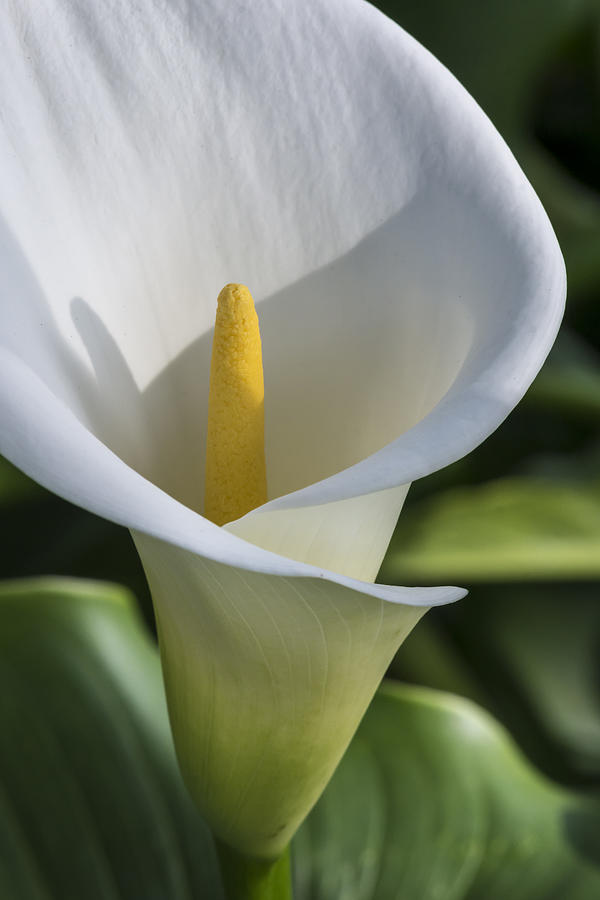 Calla Lily Photograph by Bruce Frye