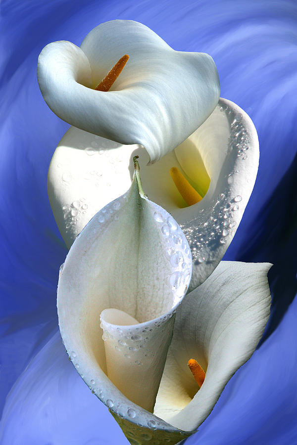 Calla Composition Digital Art by Lisa Yount