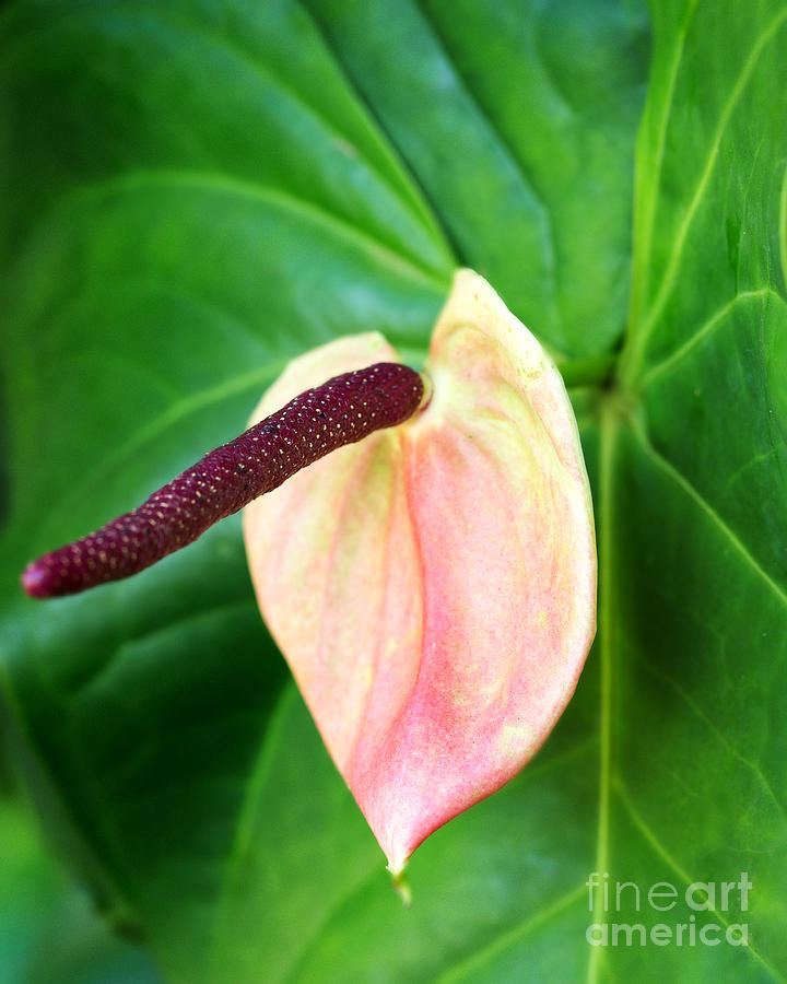 Calla Flower Photograph