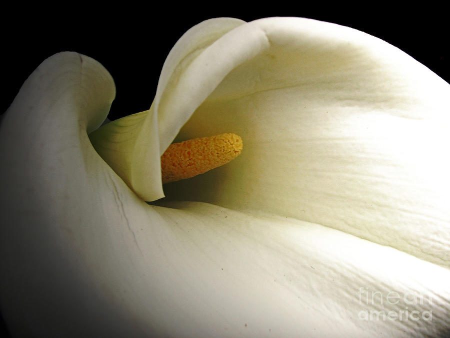Calla in Shadow Photograph by Chris Anderson