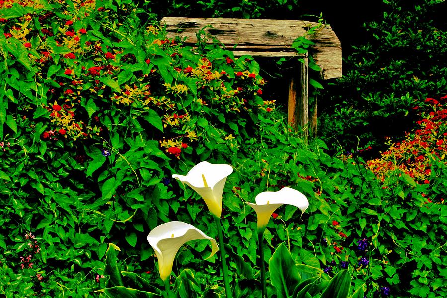 Calla Lilies Photograph by Benjamin Yeager