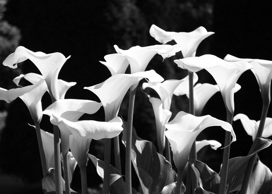 Calla Lilies BW Photograph by Gerry Bates