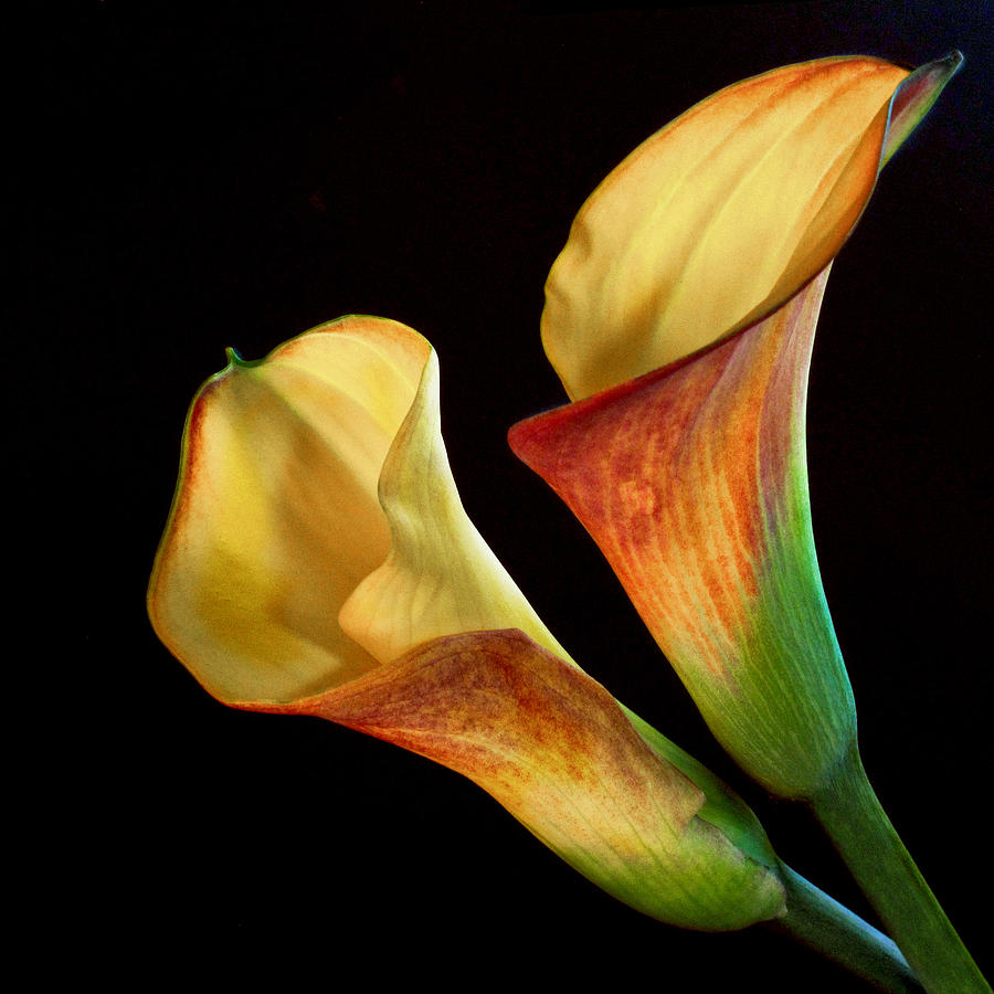 Calla Lilies by the Pair Photograph by David and Carol Kelly